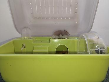 Животные: Продам джунгарского хомяка с клеткой-дюной😲🐭 Продам готовый комплект — 8