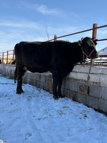 Коровы, быки: Продаю | Корова (самка) | Полукровка | Для молока | Привязанные — 14