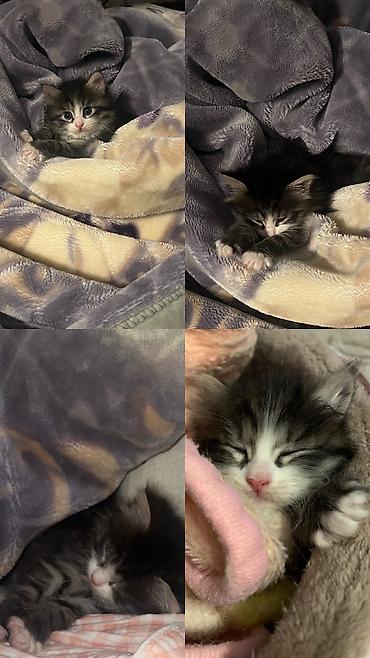 Отдам даром кошку: Кошка даром: Беспородная, 1 месяц, Девочка, Приучена к лотку, Проглистована — 3