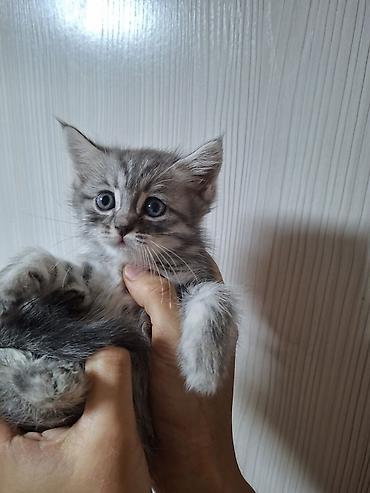 веслоухий кошка: Пушистый котёнок серебристого окраса с контрастными тёмными полосами — 1