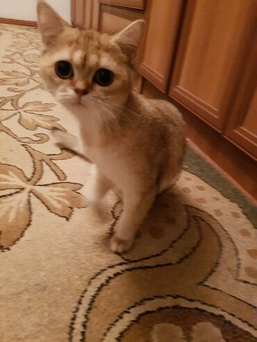 Pişiklər: Qızıl şinşilla, Erkək, Dişi — 8