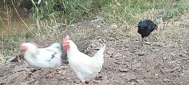 дикий перепел: Продаю | Куры | Домашняя | Для разведения — 3