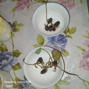 Садовые цветы и кустарники: Семена цветка: Самовывоз, Платная доставка — 10