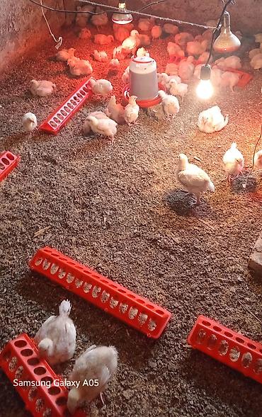 отдам животных даром: 25 кундуктору 300сом 10 кундуктору 200 дагы келишебиз — 2