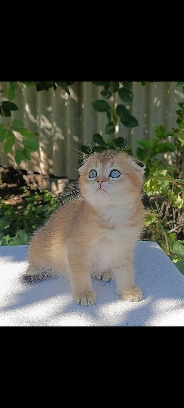 кошка шиншила: Скотиш Страйт (Шотландская прямоухая), 1 месяц, Мальчик, Золотая шиншилла, Приучена к лотку, Проглистована — 1