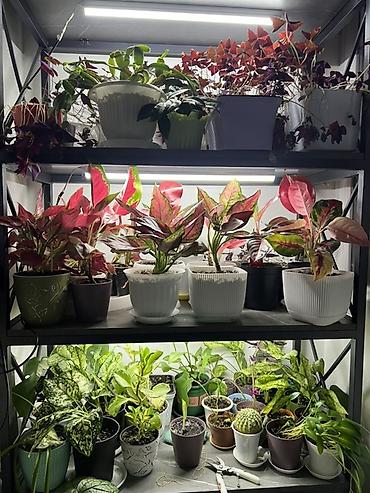 Драцены и Сансевиерии: Доставка по городу бесплатно . Адаптированные пересаженные Комнатные — 55