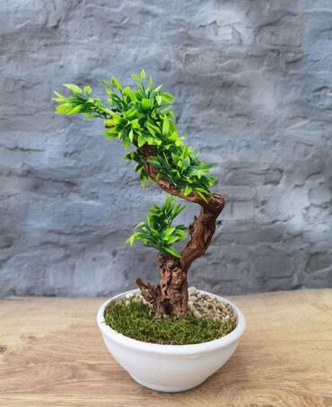 spavaca soba u Srbija | FRANCUSKI LEŽAJEVI: Volite bonsai ali ne i obavezu koju on nosi? Onda ste na pravom mestu