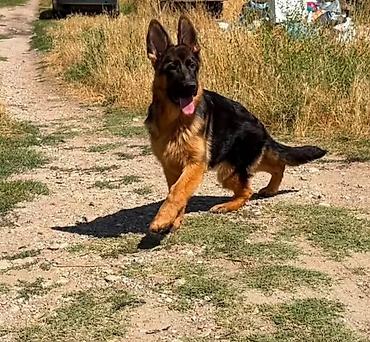 🐕 ПРОДАЁТСЯ ЧИСТОКРОВНАЯ НЕМЕЦКАЯ ОВЧАРКА! Продаётся красивая