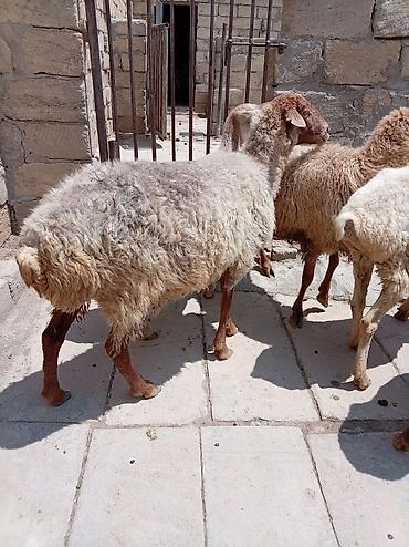 Qoyunlar, qoçlar: Ətlik biri boğaz di cavandi — 6