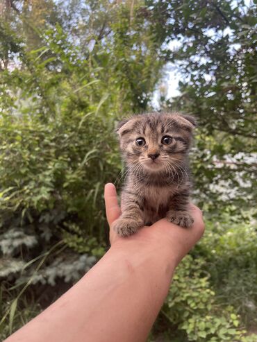 шотландская мраморная кошка: 1 айлык, Ургаачы