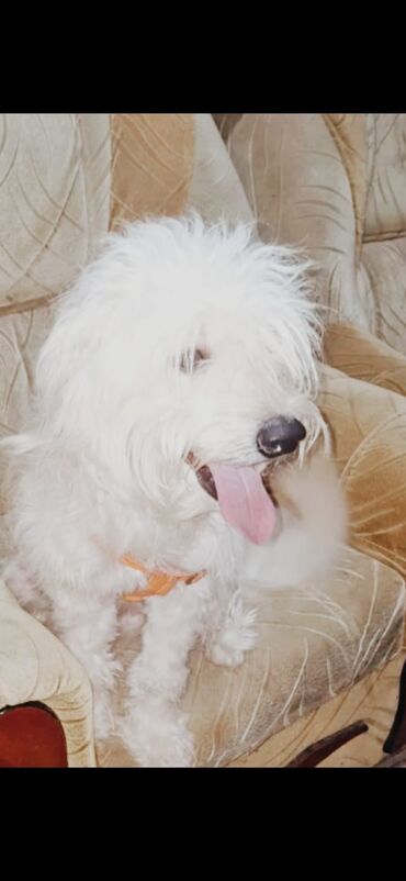 pekines bala: Ağ tüklü, balaca ölçülü, ev şəraitinə uyğun it. Qıvrım/şabalıdı tüklü