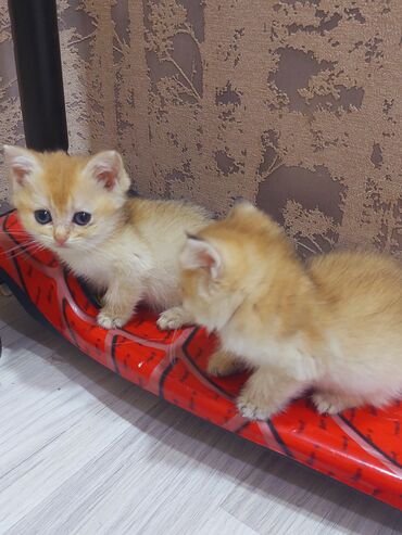 Pişiklər: Qızıl şinşilla, Erkək, Dişi, Yaxşı əllərə, Ünvandan götürmə -da lalafo.az — 1 Pişiklər: Qızıl şinşilla, Erkək, Dişi, Yaxşı əllərə, Ünvandan götürmə — 1