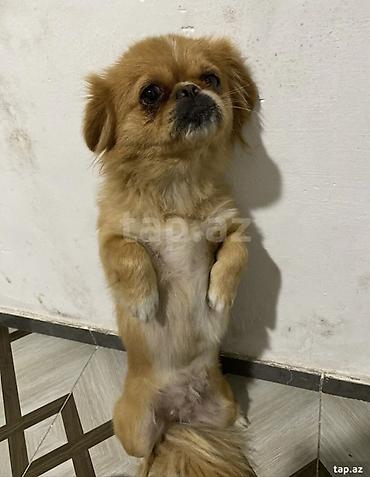 Pekines, 1 il, Dişi, Cütləşmə üçün lalafo.az -da Pekines, 1 il, Dişi, Cütləşmə üçün