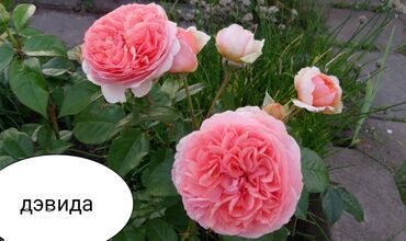 Şitillər: Məhsul: Bağ bitkiləri və meyvə fidanları seçimi - Hibiskus (Rose of — 34