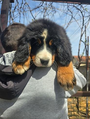 Psi: Bernski planinski pas štenci Na prodaju štenci BERNSKOG PLANINSKOG PSA — 5