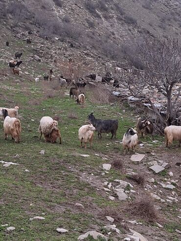 1 guenluek kiray evlr: Dişi, il: 1