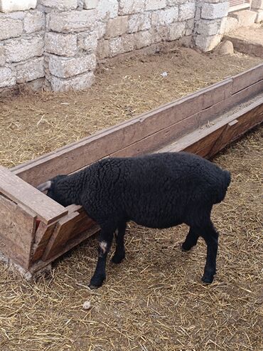 Qoyunlar, qoçlar: Dişi, Qala, il: 2, Ünvandan götürmə — 1