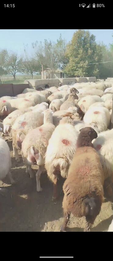 Коровы, быки: 1 Noyabr 400 baş Boğaz Şişəklər Satılır 1 çi 2 ci 3 cü qarına yetik