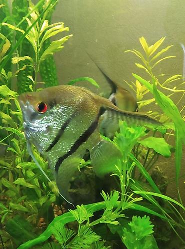 Аквариумы: Продаю скаляров самца с самкой взрослые а также две пары половозрелых — 1