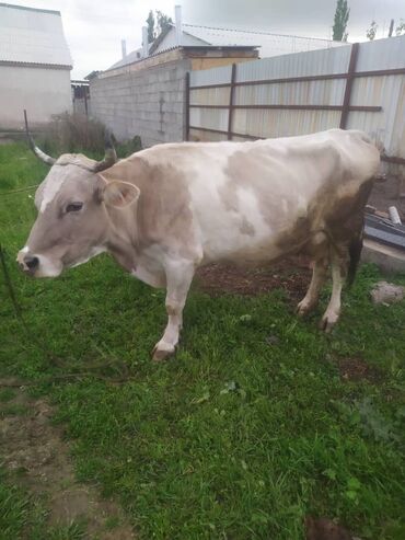 Продаю | Корова (самка) | Алатауская | Для молока | После отела