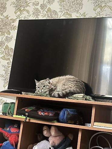 отдам ребенка бишкек: В связи с переездом отдадим домашнюю кошку в добрые любящие руки не — 3