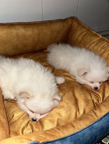 pomeranian: Şpitz, 7 ay, Dişi, Peyvəndli — 1
