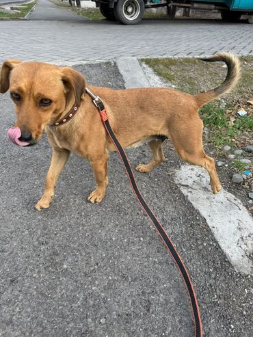 собака продам: Ит бекер берилет: Жөнөкөй ит, 1 жаш, Ургаачы