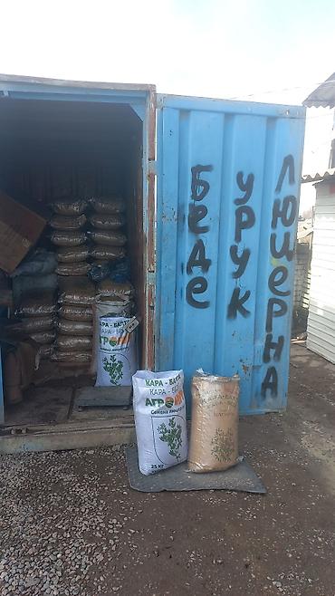 Другие виды семян и саженцев: 🌿Эспорцет үрөн урук 115 🌿Сатылат 🌿Дүң жана чекене 🌿Текшерүүдөн — 6