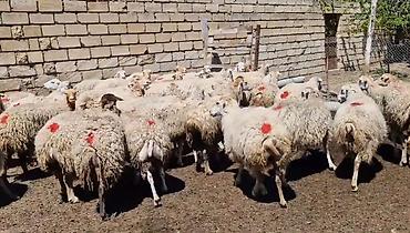 Qoyunlar, qoçlar: Dişi, il: 1, Damazlıq, Pulsuz çatdırılma — 21