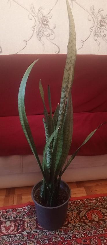 Sansevieria (Qayın dili) – otaq bitkisi - Növ: Sansevieria