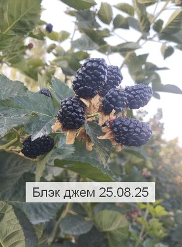 садовые розы: Саженцы : Ежевика, Платная доставка