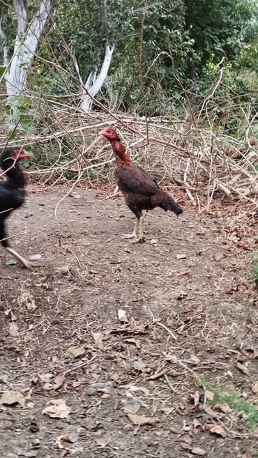 Toyuqlar: Toyuq, Damazlıq, Ödənişli çatdırılma — 5
