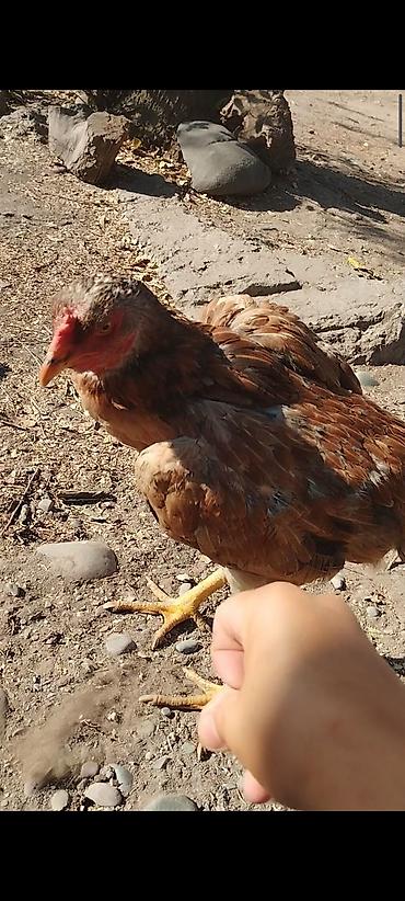 индюк бишкек цена: Продаю | Куры | Бойцовая, Дакан | Для разведения — 4