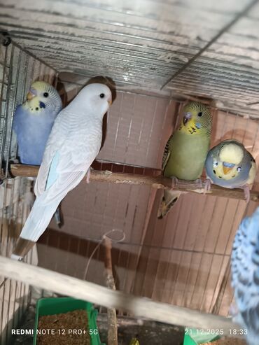 Tutuquşları: Məhsul: Dalmatian/xallı və klassik rəng çeşidlərində nimfa deyil — 6