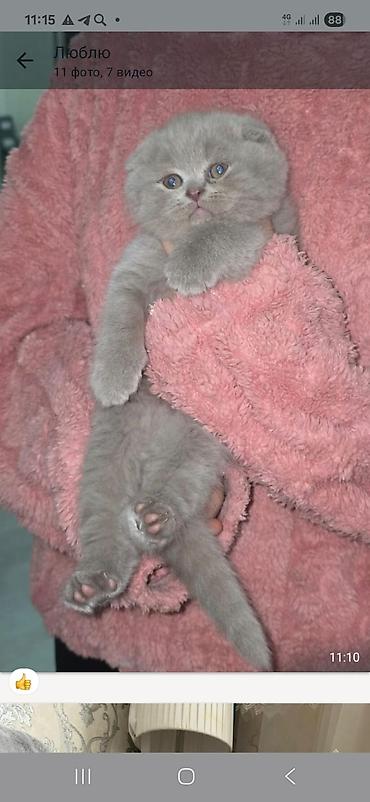 Pişiklər: Britan — 9