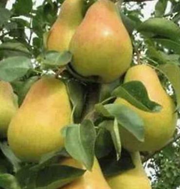 Груша: Плодовые деревья колоновидные яблонигруши персики at lalafo.kg — 3 Груша: Плодовые деревья колоновидные яблонигруши персики — 3