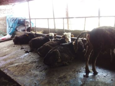 Коровы, быки: Продаю | Бык (самец) | Голштин | Для разведения