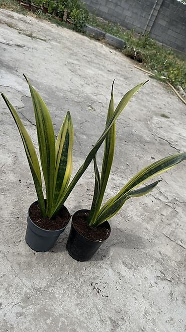 zamir: Сансевьера (Sansevieria trifasciata, «щучий хвост», «тещин язык») в — 2