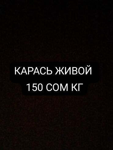 Рыбы: Карась живой на еду 150 сом - кг