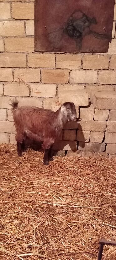 Keçi, çəpiş: Dişi, Hələb, il: 1, Damazlıq, Ünvandan götürmə — 5