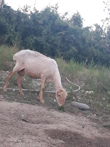 qurbanliq qoyun: Tecili satılır 3 qarın doğub 4 cuye boğazdı heç bir problemi yoxdur