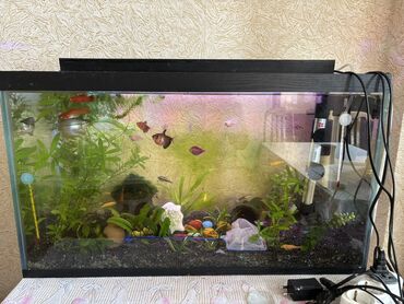 Akvariumlar: Dördbucaq akvarium, 20 l