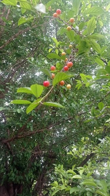 Продажа домов: Дом, 81 м², 4 комнаты, Собственник, Старый ремонт — 8