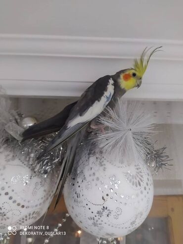 Tutuquşları: Salam danisan quslar satilir. Yaslari ferqlidir. Quslar dislemir — 2