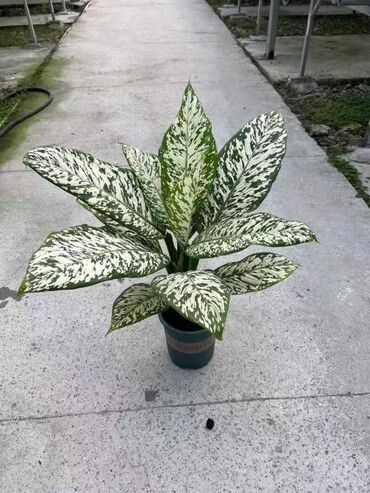 Пальмы: Пальмы Кофейное деревоПальмы,Фикусы и тд — 11