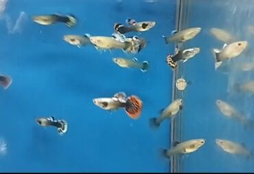 akvarium filtir: Fil qulaq quppilər cütü 5 m Ünvan, Sabunçu qəs, Araz market tərəfdən