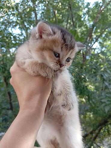 британские котята: 💛 Золотые шотландские котята ищут любящие семьи 💛 Предлагаются к — 6