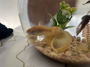 Balıqlar: Qızıl balıq, Sülhsevər, Pulsuz çatdırılma -da lalafo.az — 3 Balıqlar: Qızıl balıq, Sülhsevər, Pulsuz çatdırılma — 3