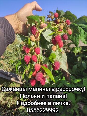 сколько стоит люлька для новорожденных: Малина В розницу