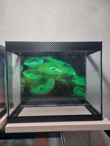 Akvariumlar: Şüşə akvarium – dekorativ fonlu modellər ölçü 30×25×15 Məhsul təsviri — 1